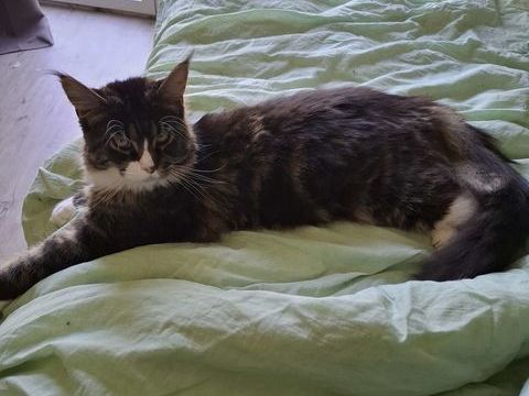 M&acirc;le Maine coon 700 77970 Jouy-le-châtel