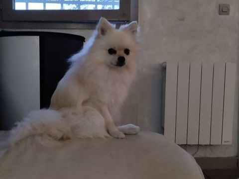 petit spitz blanc pom&eacute;ranien de 2 ans et demi pour saillie 350 69110 Sainte-foy-l�s-lyon