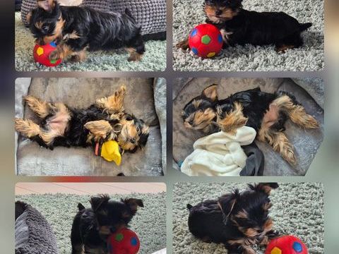 a  r&eacute;server chiots   de type  yorkshire terrier 1500 59540 Caudry