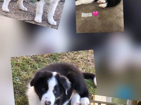 Chiots border-collie lof 950 38150 Salaise-sur-sanne