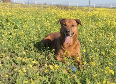 TAYSON 300 95610 �ragny