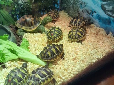 5 tortues de terre 50 84200 Carpentras