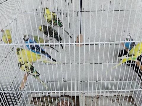 oiseaux perruche 10 49100 Angers