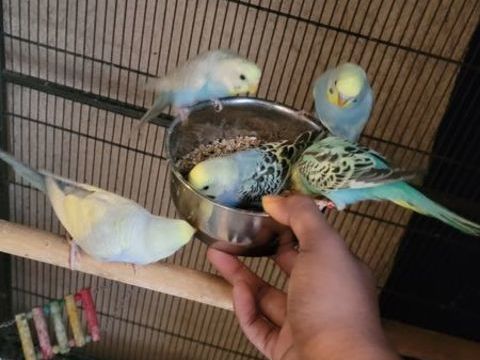 Perruche ondul&eacute;e 15 03600 Commentry