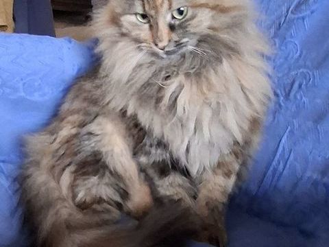 PLUME,  chatonne junior typ&eacute;e norv&eacute;gien  et sensible 300 06530 Le tignet