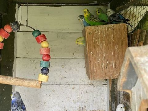 perruches mâle 10 64480 Jatxou