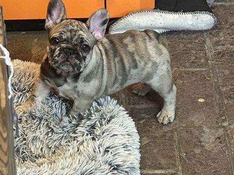 Petit chiot femelle/ Disponible 0 60350 Attichy