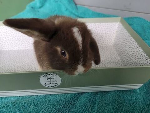 Lapins  45 29830 Plouguin