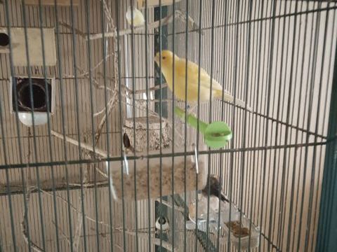 canari 20 24700 Mnesplet