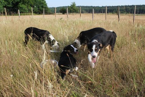 Chiots border-collie 600 77760 Ury
