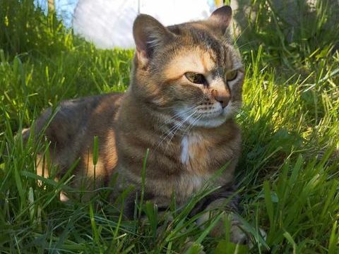 Minette une senior au grand coeur 90 35000 Rennes