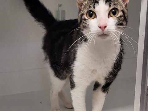 AKIO, chat blanc et tigré 1 an 100 34500 Bziers