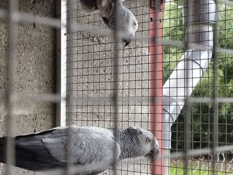 Couple repro Gabonais 1800 86540 Thur