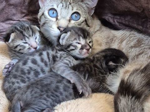 Magnifiques chatons savannah LOOF 1500 34160 Saint-geniès-des-mourgues