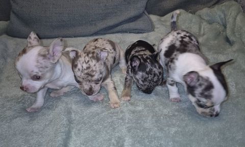 Bébés chihuahua 0 17460 Varzay