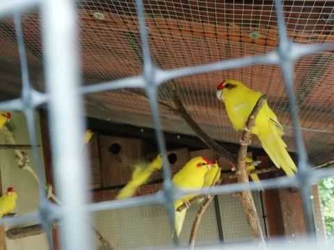 kakariki jaune a front rouge 40 44600 Saint-nazaire