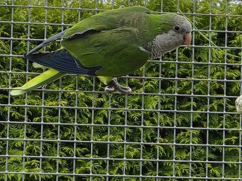 m&acirc;le conure souris epp 120 80500 Fescamps