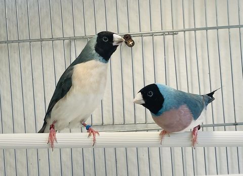 Très Beaux Couples Formés De Diamants De Gould Bleu 2025 149 94450 Limeil-brvannes