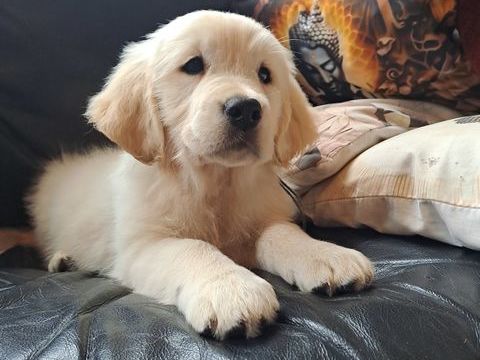 Magnifique port&eacute;e de golden retriever LOF 1250 29420 Plouvorn