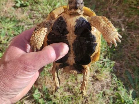 Tortue de terre hh  10 ans 170 30320 Saint-gervasy