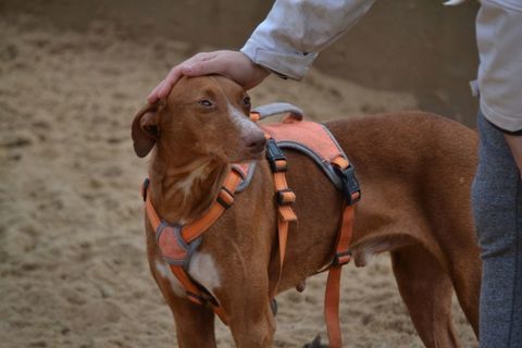 COCO 3 ans, un chien facile et affectueux ! 315 24140 Douville