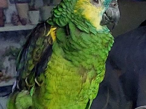 Amazon &agrave; front bleu apprivois&eacute; hyper doux et hyper gentil 650 95700 Roissy aeroport ch de gaulle