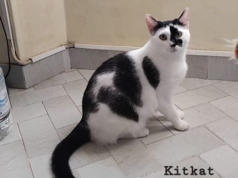 KITKAT 290 89320 Coulours