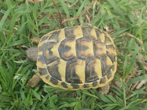 Tortue 2 ans 50 34560 Poussan