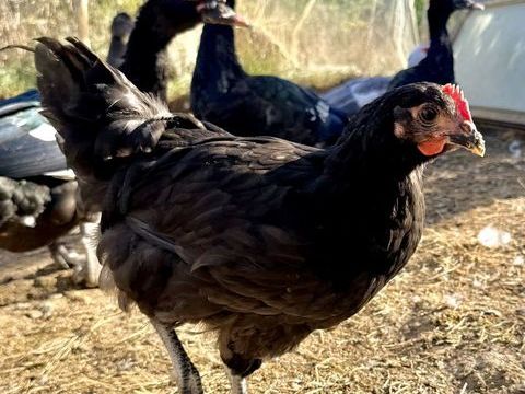 4 jeunes poules Gasconnes pure race (Astarac Bigorre) 25 24800 Saint-pierre-de-côle