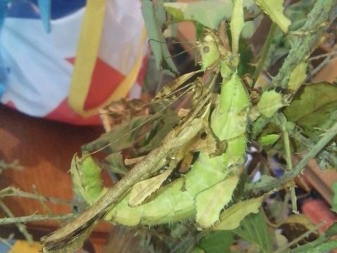 ?ufs de phasmes Extatosomia tiaratum ( scorpion) 5 63350 Crevant-laveine