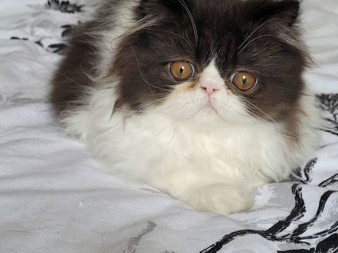 Chaton  persan loof 880 72700 Allonnes