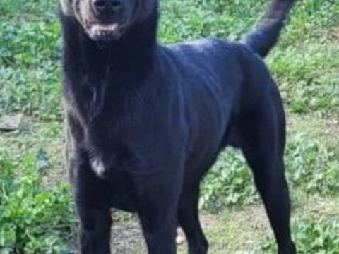 AGRID, type berger suisse, 1 an 200 34500 Bziers