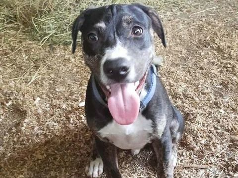 Darwin, le p&egrave;re c&acirc;lin 350 45000 Orléans