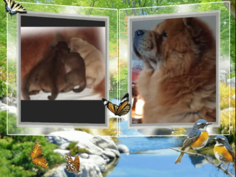 Chiots Chow-Chow   1900 22530 Caurel