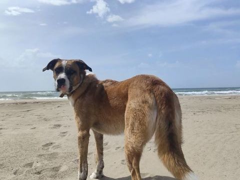 Chien LUCIEN dit LULU &agrave; l adoption 350 84490 Saint-saturnin-l�s-apt