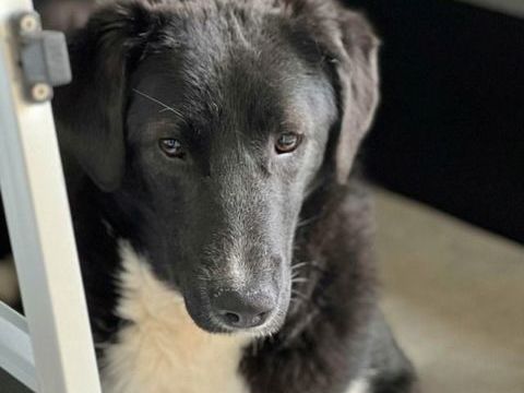 Esperanza &agrave; l'adoption 320 01300 Ambl�on