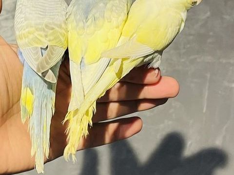 Très Belles Perruche Ondulées EAM TRÈS BIEN APPRIVOISÉES 90 94450 Limeil-brvannes