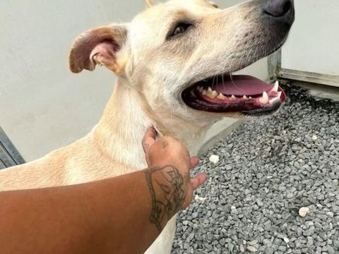 ✨️FRANKLIN ✨️ 🐶 350 64000 Pau