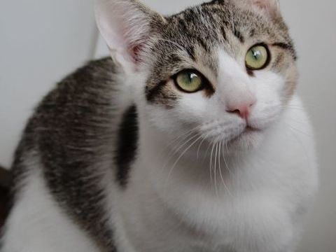 Aslan, chaton au coeur tendre à l'adoption 200 35000 Rennes