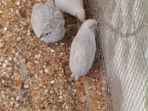 Cailles de chine 8 93160 Noisy-le-grand