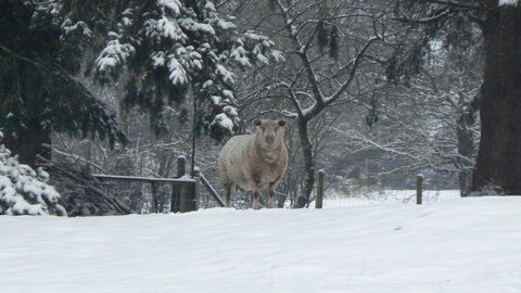 agnelles 120 35310 Cintr�