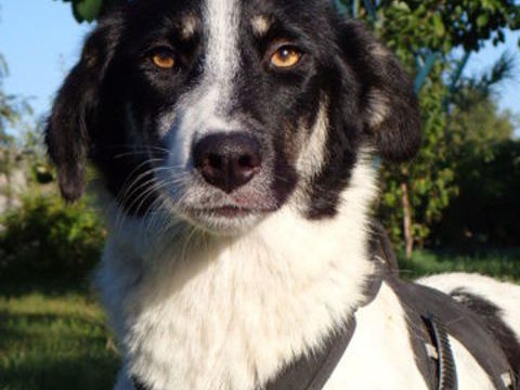 Keiko à l'adoption 300 27000 vreux