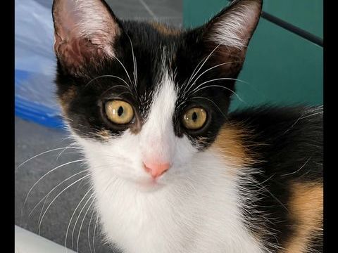 PATOUNE 1 84500 Bollène