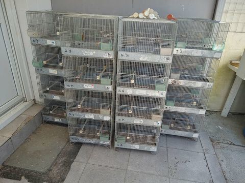 cages de reproduction 30 59690 Vieux-condé