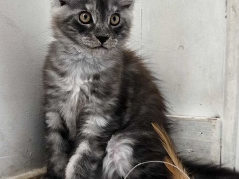 Chaton maine coon 1000 70270 Mélisey