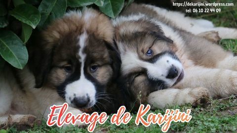 Chiots Tornjak / Berger de Bosnie Herzegovine et de Croatie 1100 31370 Rieumes