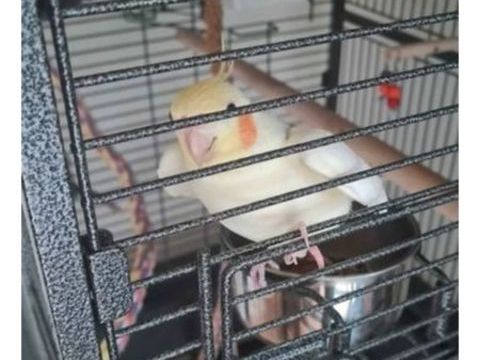 callopsite et cage 100 93200 Saint-denis