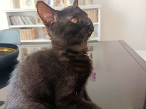 Don de Chaton 0 45200 Montargis