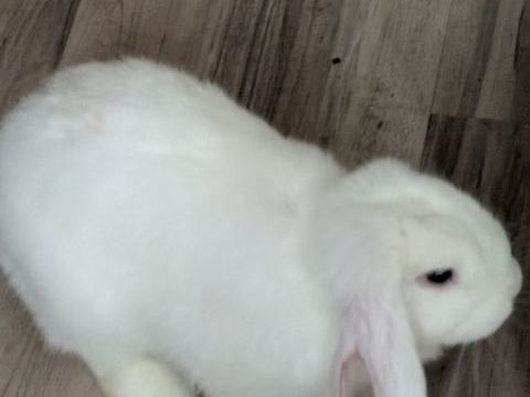Phyphyetrose est une gentille lapine de 4 mois+cage 1m10 0 14000 Caen