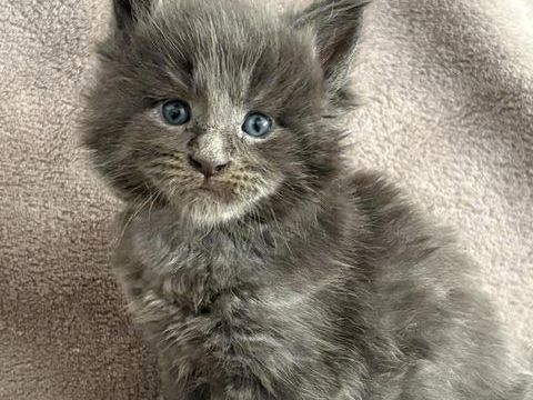 Chatons Maine coon m&acirc;le et femelle 1250 30800 Saint-gilles